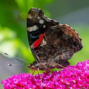 Transformez Votre Jardin En Un Paradis Pour Papillons Avec Ces Plantes