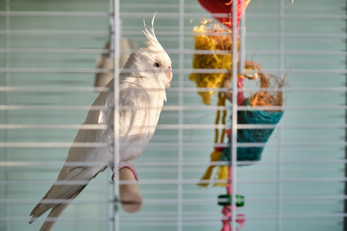 Choix d'une cage pour votre oiseau - WanimoVéto