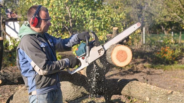 Entretien du jardin. Utilisation d'une tronçonneuse.