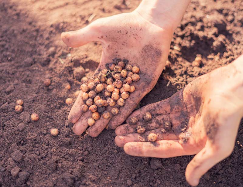 Jardinier prépare ses plantes pour l'hiver avec la fertilisation