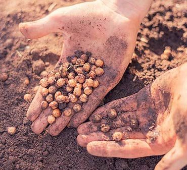 Préparez vos plantes à l'hiver avec la fertilisation