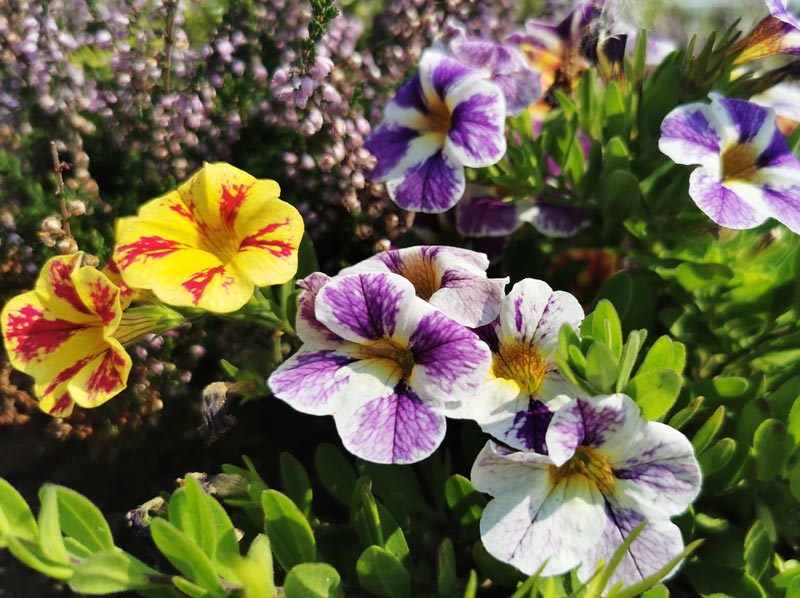 Superbes pétunias au jardin en automne