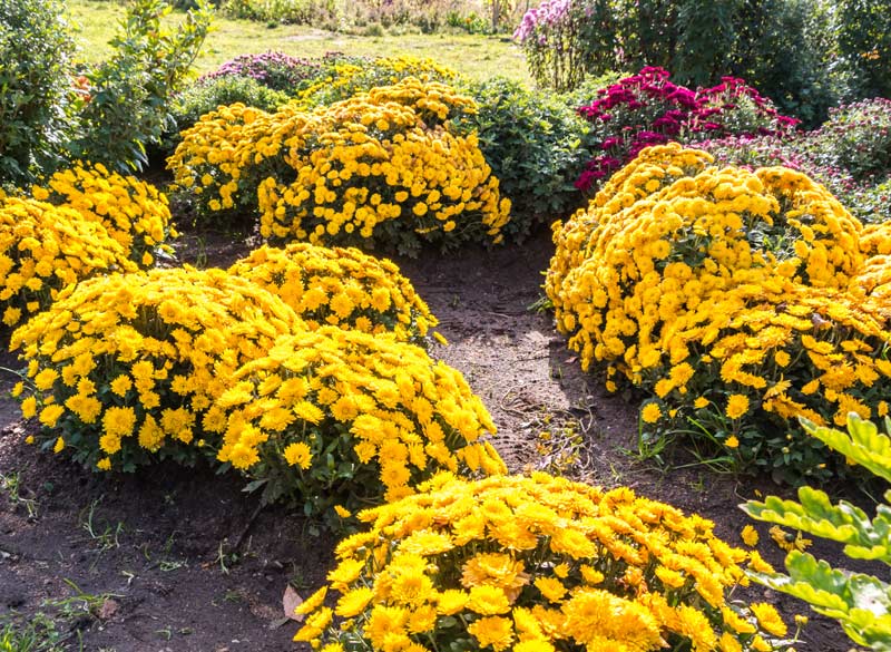 Massif de chrysanthèmes