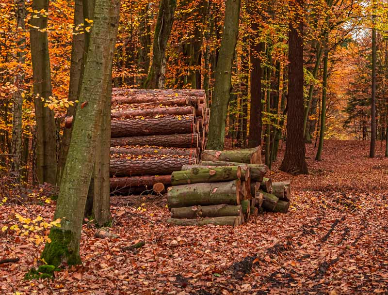 Bois de chauffage en forêt