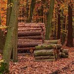 Ramassage de bois en forêt : règles et bonnes pratiques