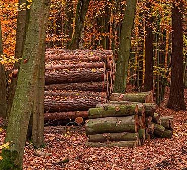 Ramassage de bois en forêt : règles et bonnes pratiques